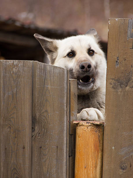 Woofing Rings 10+ Woofing Stock Photos, Pictures & Royalty-Free Images - iStock