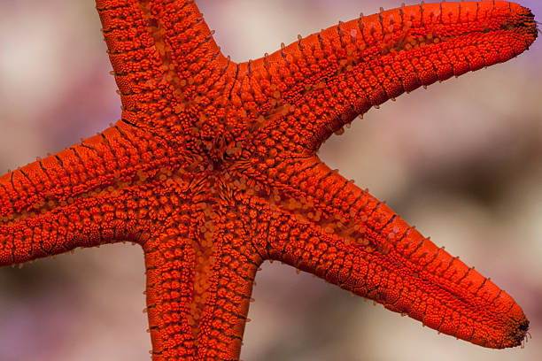 istock Red Fromia Starfish sticking to aquarium glass 480323116
