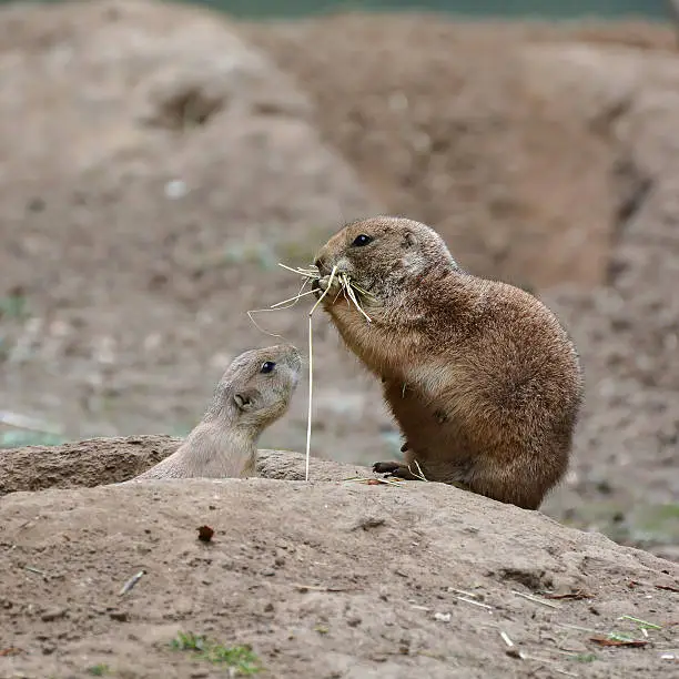 young prairie dog with his mother at the entrance to the cave