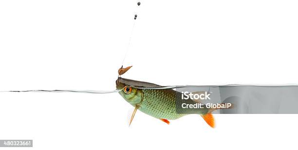 Common Roach Under Water Caught On A Hook Stock Photo - Download Image Now - Animal, Aquatic Organism, Common Roach