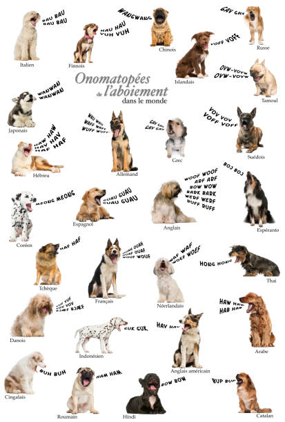 zusammensetzung hund bellen onomatopoeias aus der ganzen welt - dog school audio stock-fotos und bilder