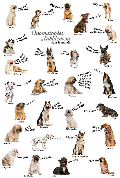 Composition of dog barking onomatopoeias from the world Composition of dog barking onomatopoeias from the world, French version barking animal sound stock pictures, royalty-free photos & images