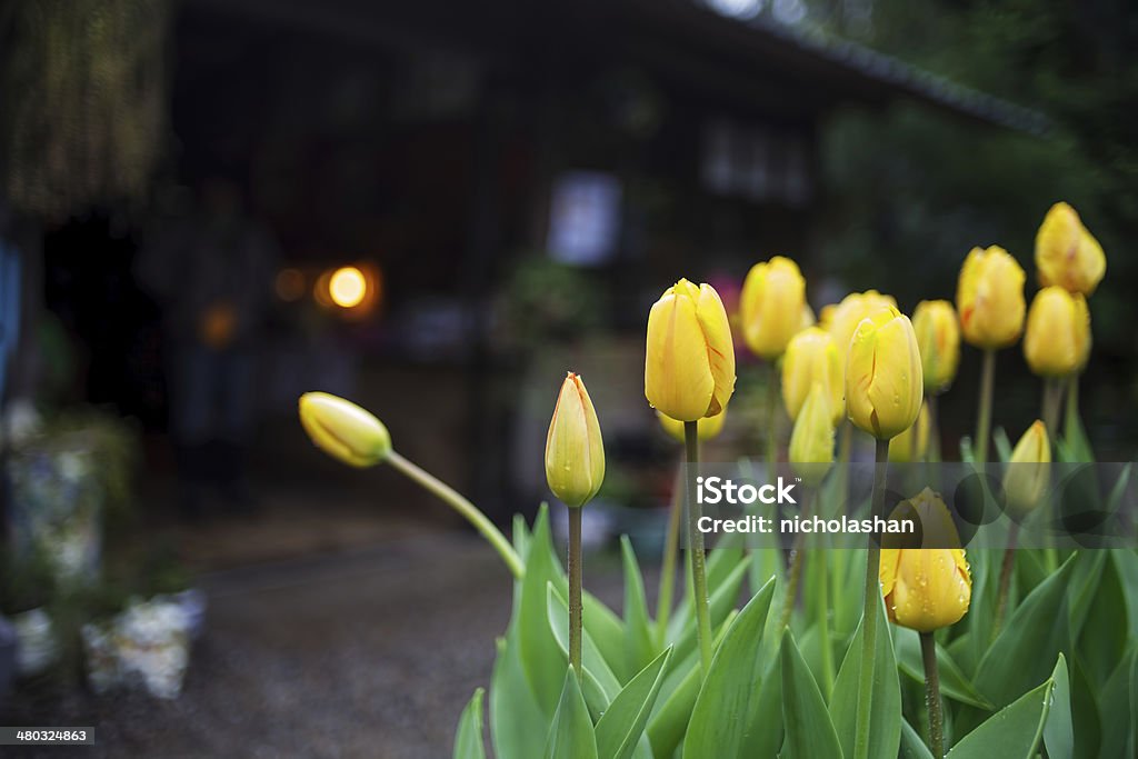 Beautiful tulip with bokeh Beautiful tulip with bokeh for adv or others purpose use Backgrounds Stock Photo