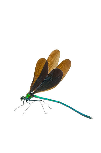 istock Ebony Jewelwing-Calopteryx atrata 480325419