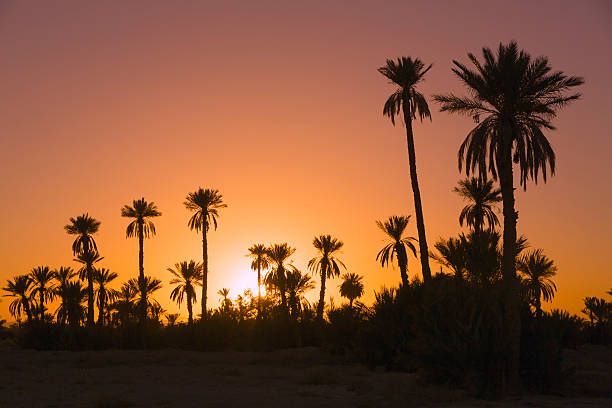 istock Date palmtrees with sunset in Marocco, Africa 480325855
