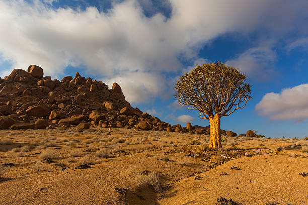 aloe dichotoma en richtersveld - richtersveld national park fotografías e imágenes de stock