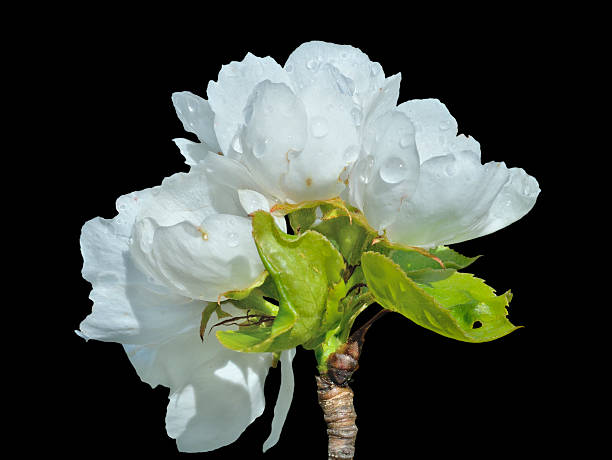 A close up of the pear flowers with drops on petals. Isolated on black.