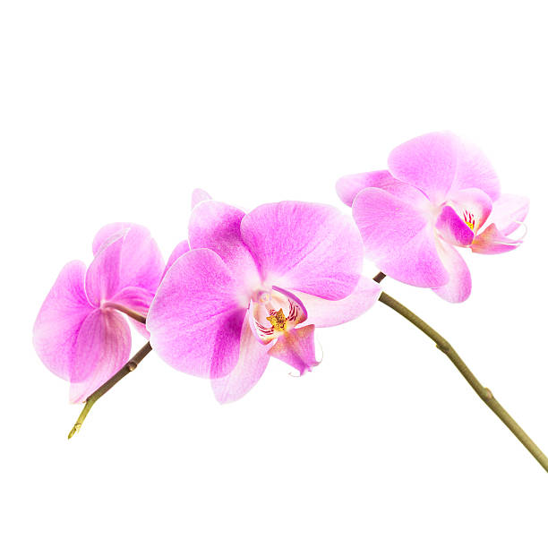 istock Pink orchid flowers group isolated on white background 480326691