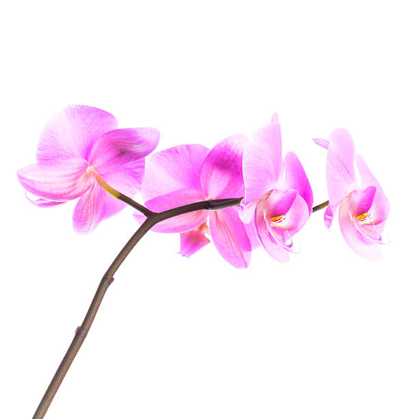 istock Pink orchid flowers group isolated on white 480326719