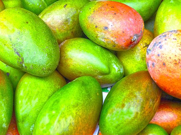 mango fruit