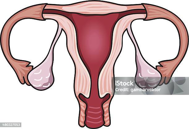 Sistema Di Riproduzione - Immagini vettoriali stock e altre immagini di Spazzolare - Spazzolare, Vagina, Adulto