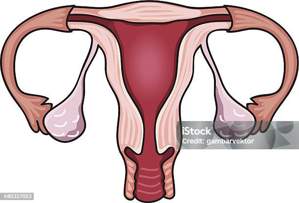 Sistema De Reprodução - Arte vetorial de stock e mais imagens de Escovar - Escovar, Vagina, Adulto