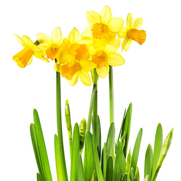 istock Yellow Flowers isolated on white background. Daffodil flower or 480327981