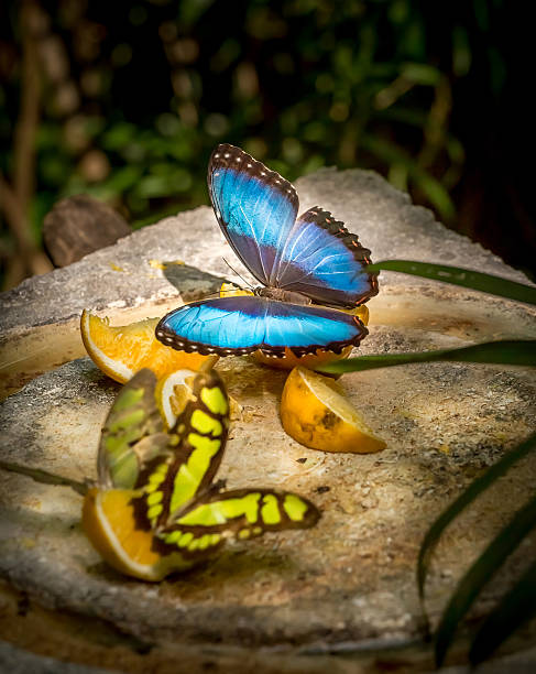 Blue Morph butterfly in the middle of a costa rican rainforestDogs & Puppies