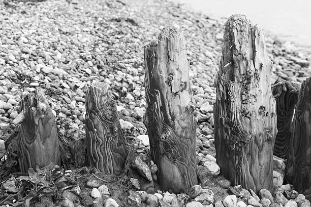 istock Weathered wooden groin at beach 480331146