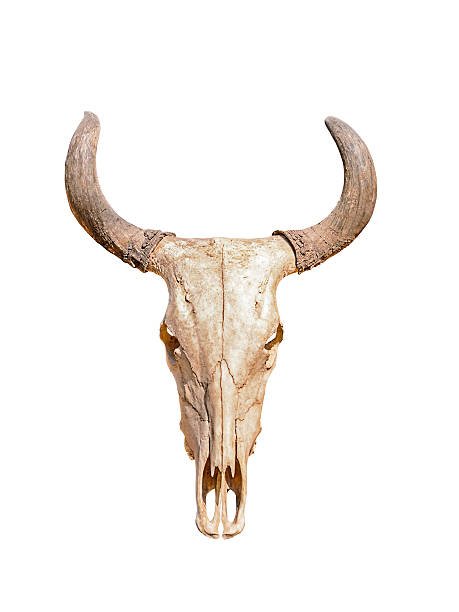 istock Head skull of bull 480331283