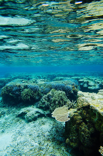 istock The Reef in YOSHINO Coast 480332891