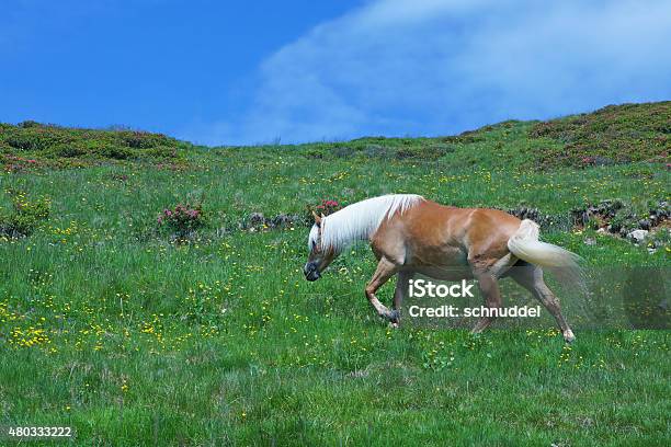 Haflinger In The Mountains Stock Photo - Download Image Now - 2015, Alto Adige - Italy, Animal