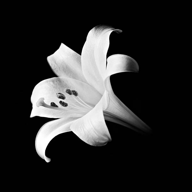 лилия длинноцветковая на черном площадь-черный и белый - lily white easter single flower стоковые фото и изображения