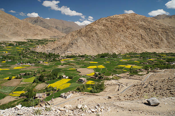 istock Beautiful  rape field, green trees and traditional Tibet house 480335998