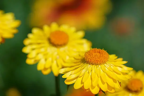 Strawflowers, Germany, Eifel.