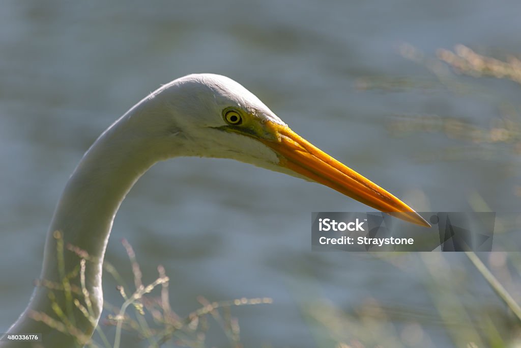 Great white egret Head of a Great whit egret on the hunt 2015 Stock Photo