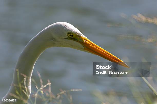 Great White Egret Stock Photo - Download Image Now - 2015, Animal, Animal Body Part