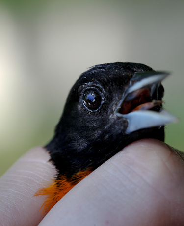 An American Redstart is being banded to provide research data and migration tracking.  The human fingers gently hold the tiny bird.  Its head faces forward and the remainder of the bird is out of the the frame.  The beak is slightly open so that its tongue is evident and both are softly focused.  The eye showing is on the left and reflects the sun, a building, blue sky and trees.