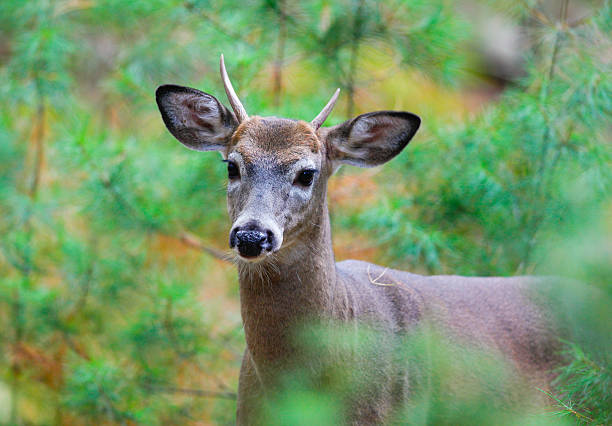 istock Spiking Antlers on White-tailed Deer 480338354