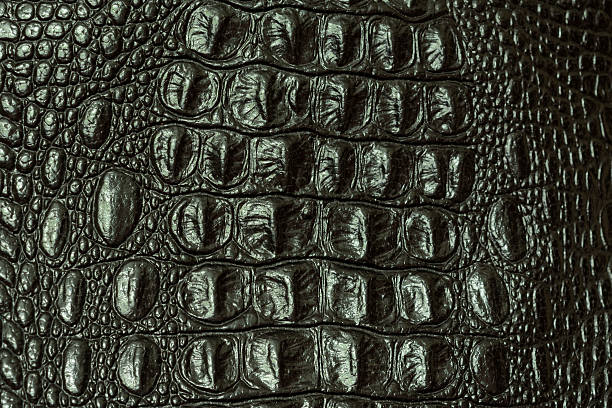 istock The texture of crocodile skin 480338844