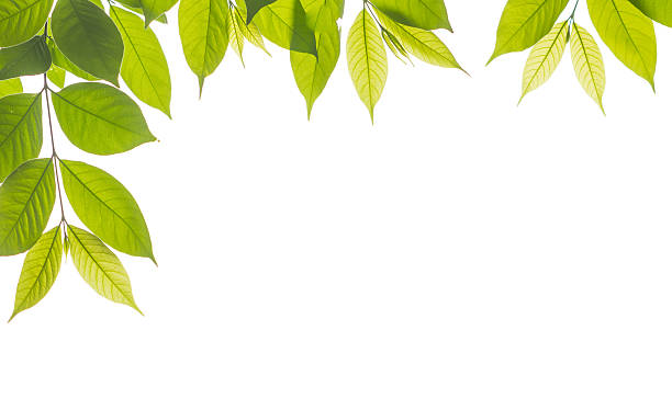 istock isolated branch of green young leave on white background 480338996