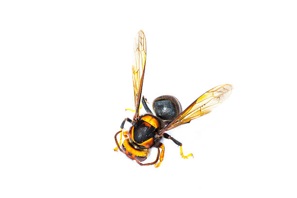 istock European wasp Vespula germanica isolated on white background 480339015