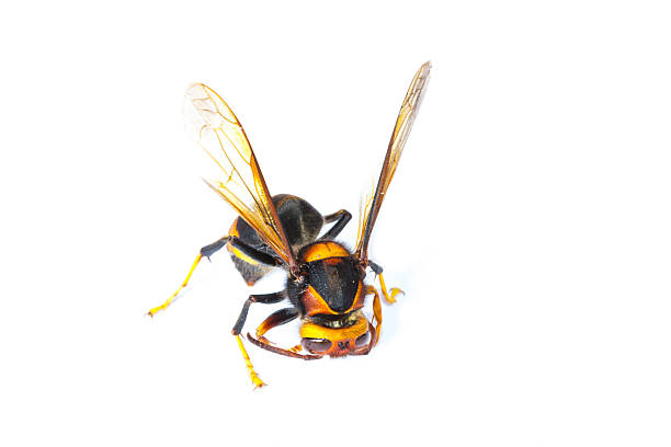 istock European wasp Vespula germanica isolated on white background 480339031