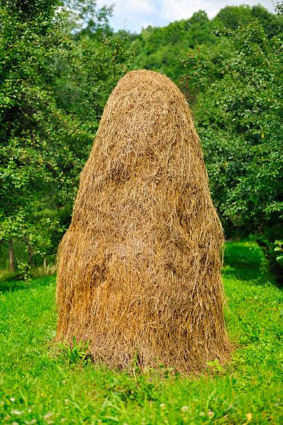 romanian haycock :  conical amas de hay - romanian hay photos et images de collection