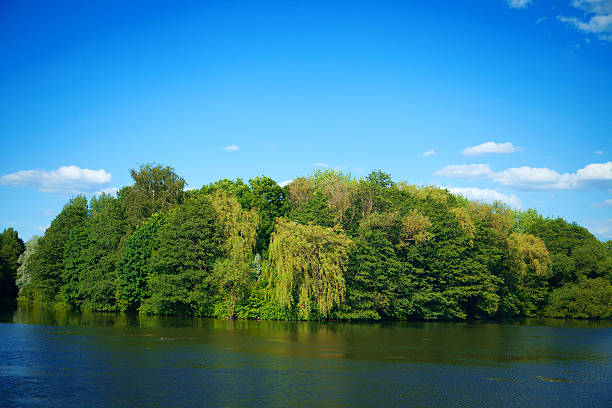 istock River flowing in the woods on a sunny summer day. 480342782