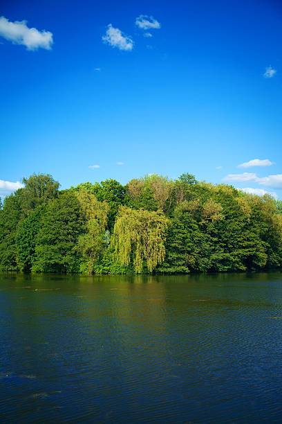 River flowing in the woods on a sunny summer day.