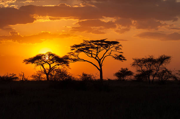 istock Silhouette of acacia trees at Sunset. 480342861