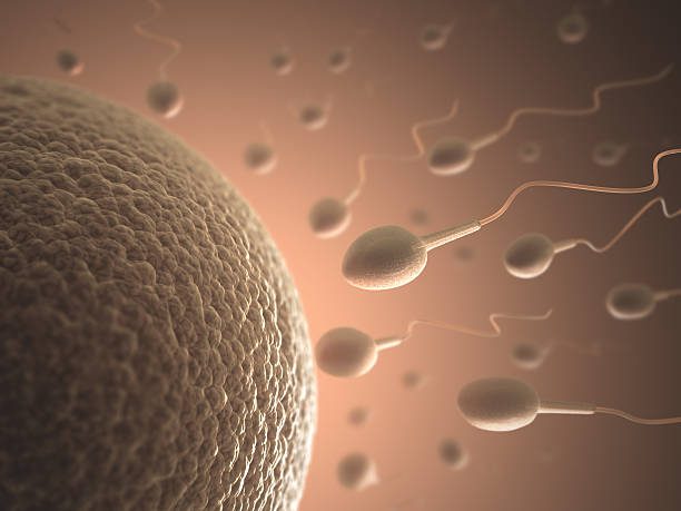 la reproducción - ovary human cell cell high scale magnification fotografías e imágenes de stock