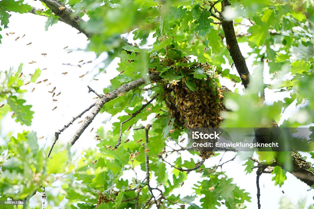 Swarm of bees in a Tree It often happens that the queen bee leaves her burrow and then the whole colony follows her.  2015 Stock Photo