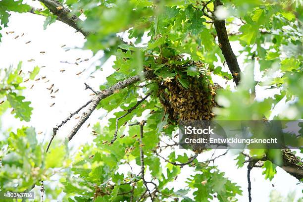 Swarm Of Bees In A Tree Stock Photo - Download Image Now - 2015, Animal Nest, Apiculture