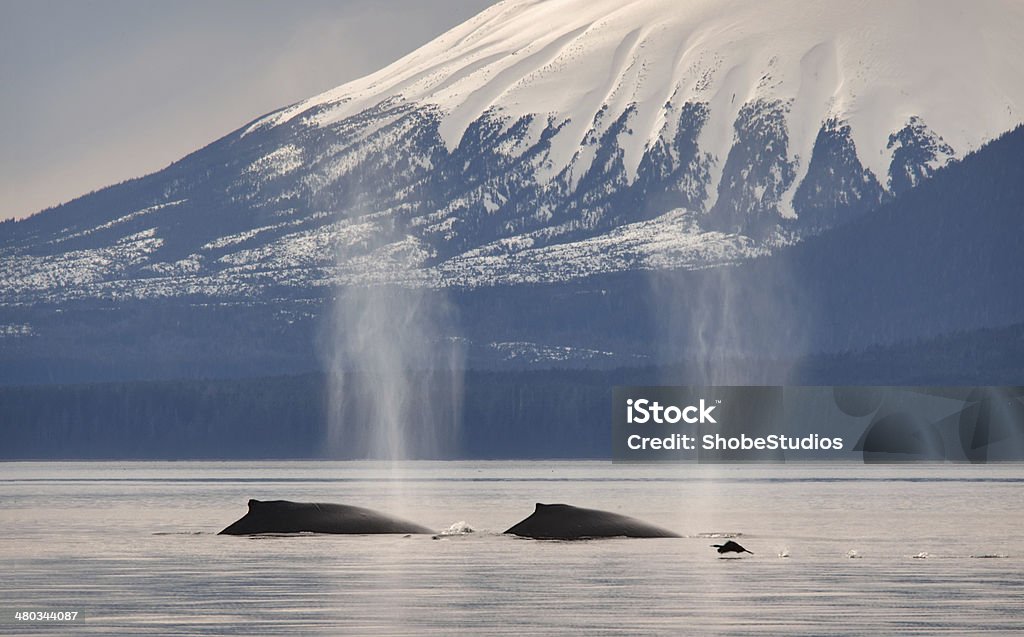 Whales Two humpback whales in front of Mt. Edgecumbe. Sitka Stock Photo