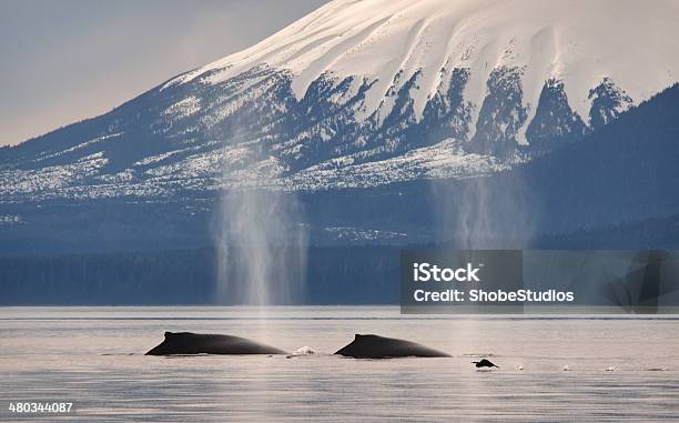 Whales Stock Photo - Download Image Now - Sitka, Alaska - US State, Humpback Whale
