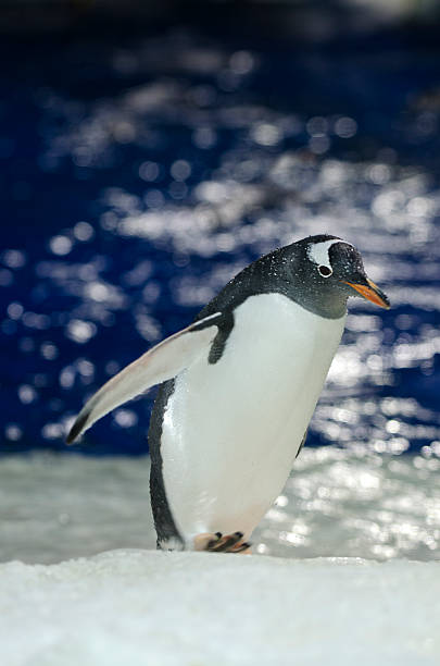 pinguim gentoo-pygoscelis papua - south georgia falkland islands mode of transport nature - fotografias e filmes do acervo