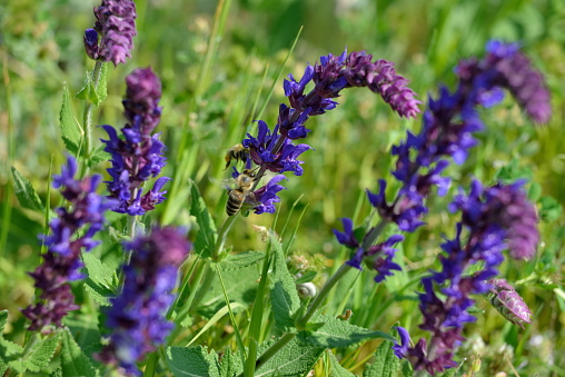 Bees on purple salvia