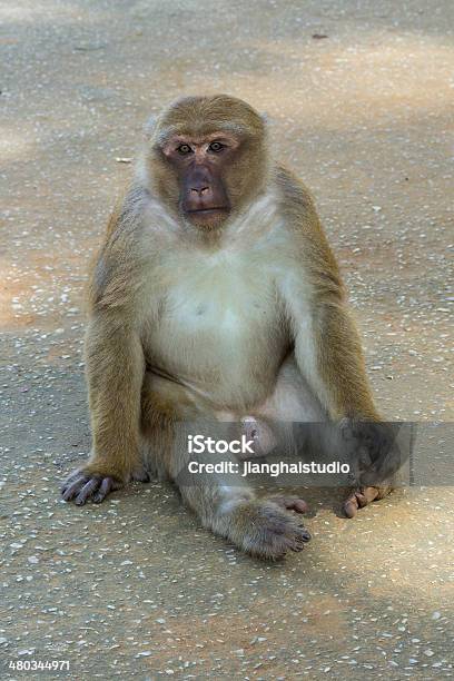 Scimmia - Fotografie stock e altre immagini di Albero - Albero, Ambientazione esterna, Animale