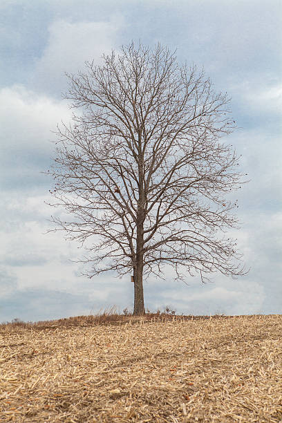 Singolo albero sulla collina con sky - foto stock