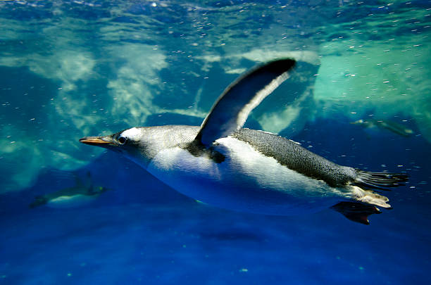 pinguim gentoo-pygoscelis papua - south georgia falkland islands mode of transport nature - fotografias e filmes do acervo