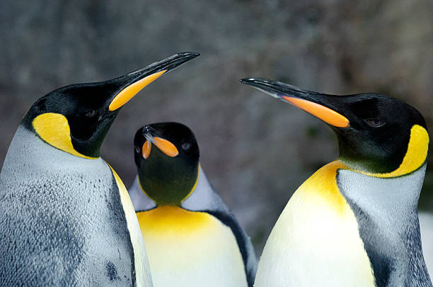 istock King Penguin - Aptenodytes Patagonicus 480345921