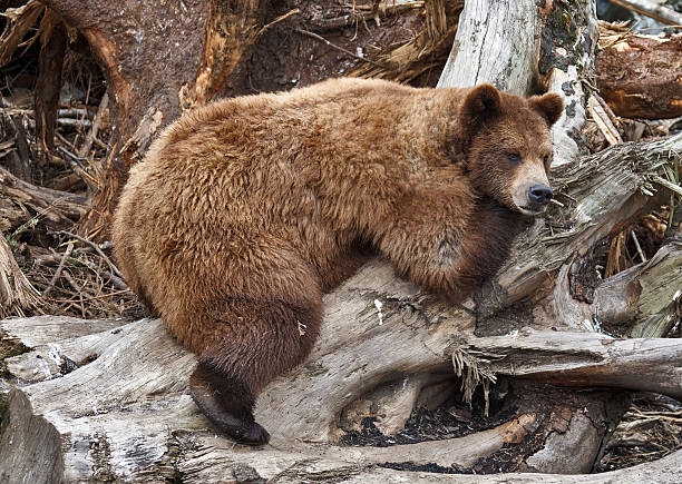 urso - sitka imagens e fotografias de stock