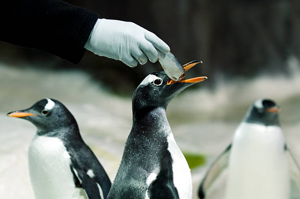 King Penguin Colony at the Asahiyama Zoo, Japan